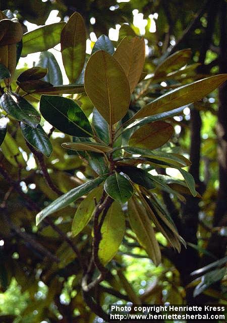 Photo: Magnolia grandiflora 1.