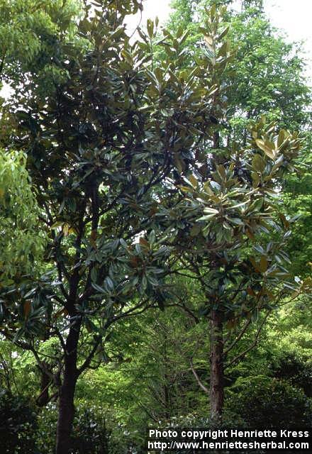 Photo: Magnolia grandiflora.