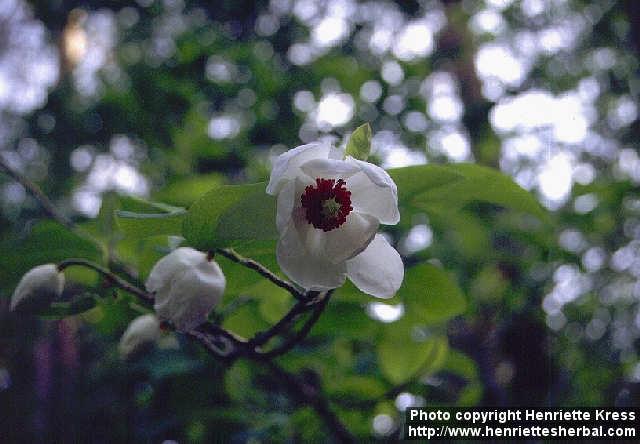 Photo: Magnolia sieboldii 1.