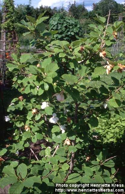 Photo: Magnolia sieboldii 4.