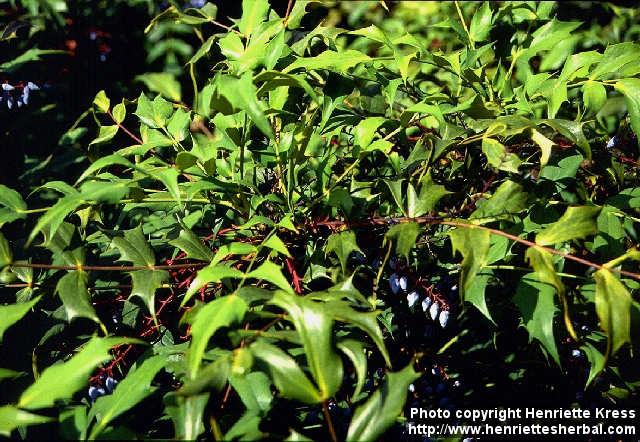 Photo: Mahonia 2.