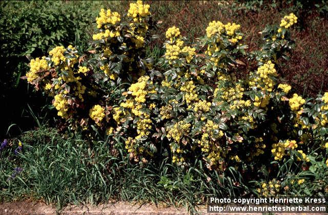 Photo: Mahonia aquifolium 3.