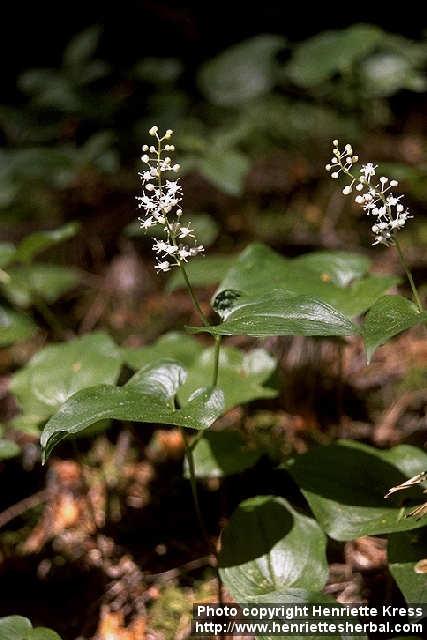 Photo: Maianthemum bifolium 1.