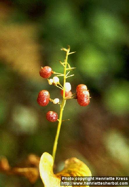 Photo: Maianthemum bifolium 3.