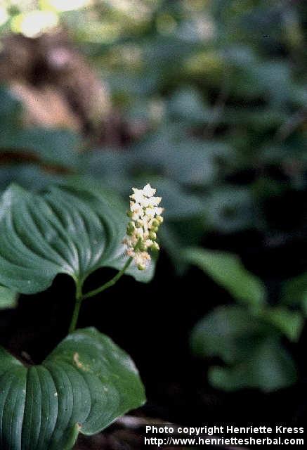 Photo: Maianthemum dilatatum 1.