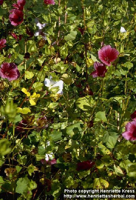 Photo: Malope trifida 1.