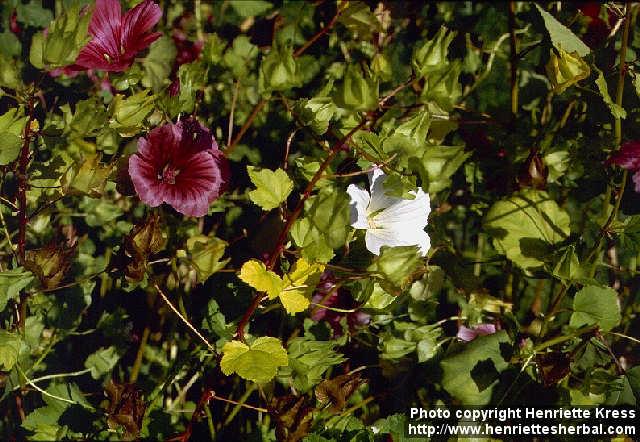 Photo: Malope trifida.