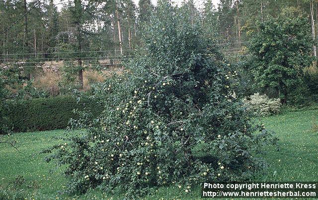 Photo: Malus pumila 3.