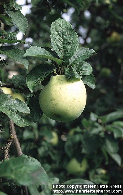 Photo: Malus pumila 4.