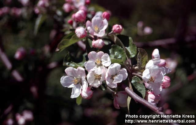 Photo: Malus pumila 9.