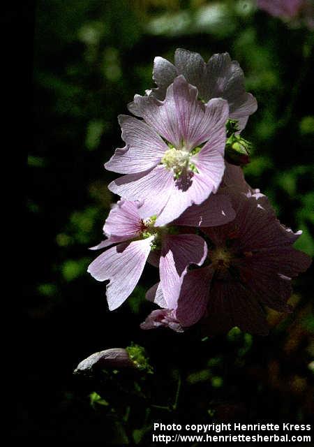 Photo: Malva alcea 2.