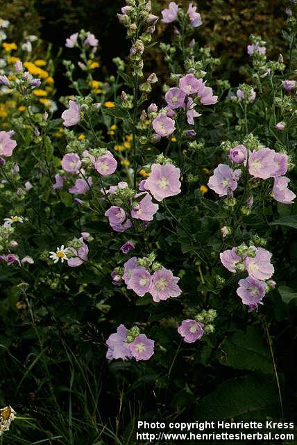 Photo: Malva alcea 3.