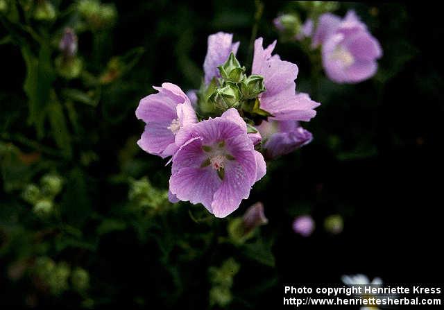 Photo: Malva alcea 4.