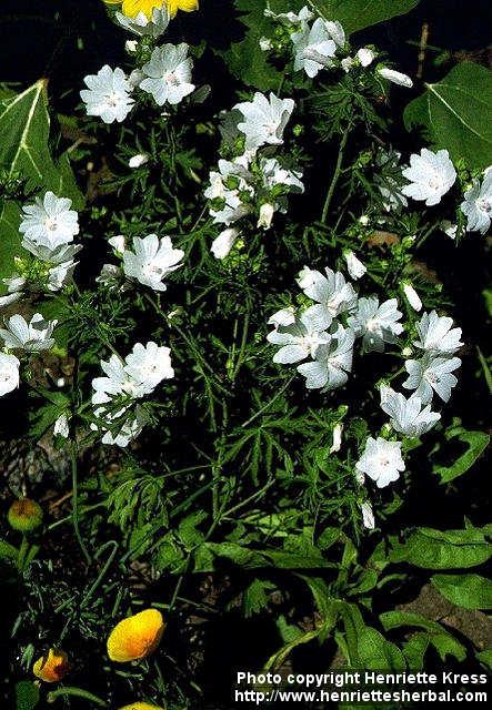 Photo: Malva moschata 2.