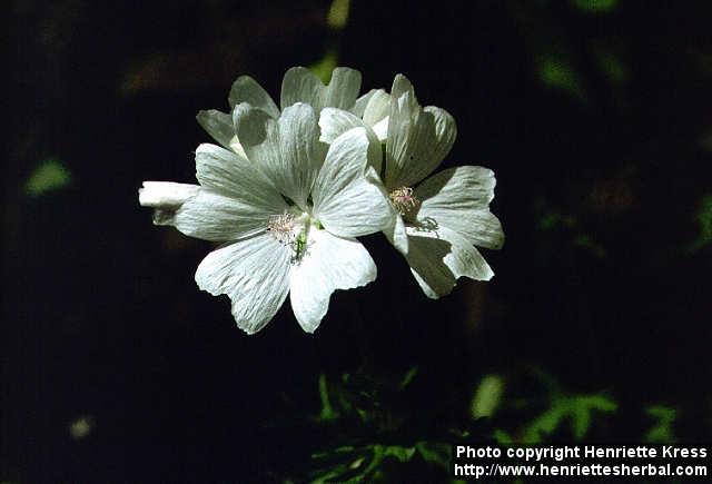 Photo: Malva moschata 3.