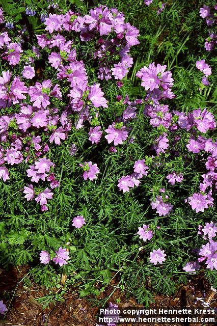 Photo: Malva moschata 5.