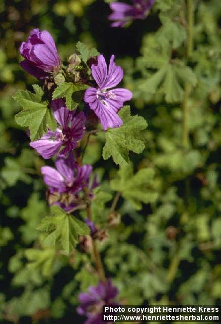 Photo: Malva sylvestris 1.