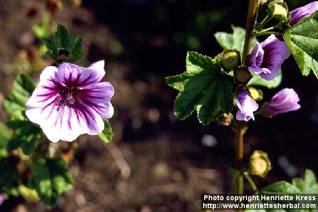 Photo: Malva sylvestris 3.