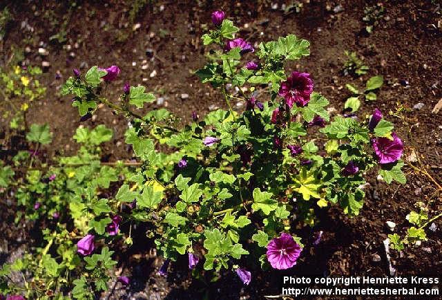 Photo: Malva sylvestris 4.