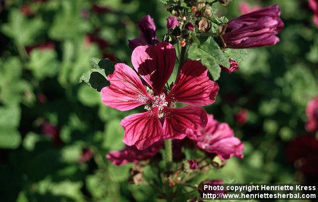 Photo: Malva sylvestris 8.