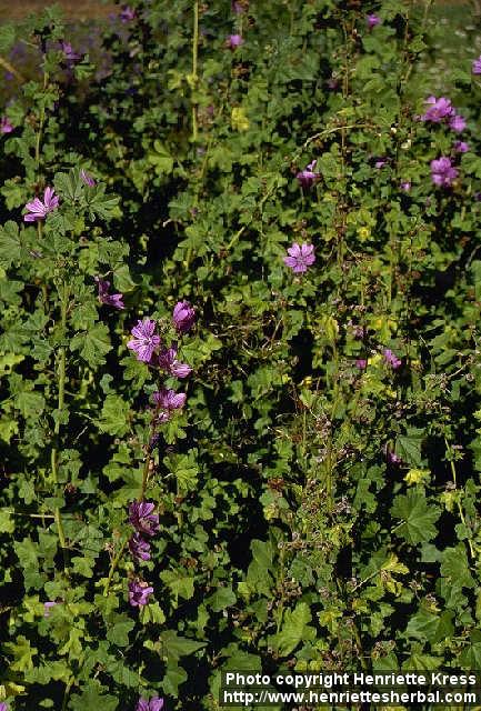 Photo: Malva sylvestris.