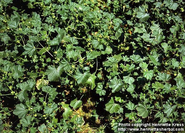 Photo: Malva verticillata 2.