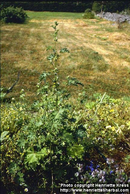 Photo: Malva verticillata.