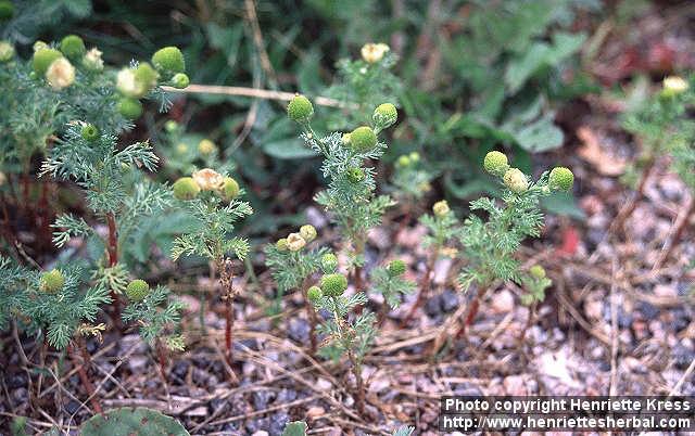 Photo: Matricaria matricarioides 2.