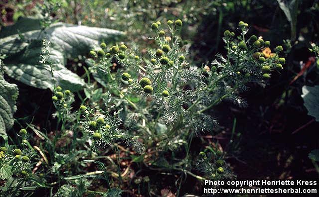 Photo: Matricaria matricarioides 4.