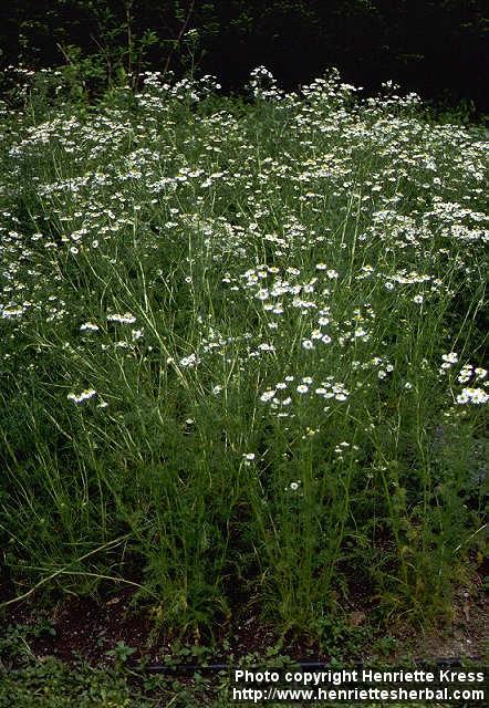 Photo: Matricaria recutita 3.