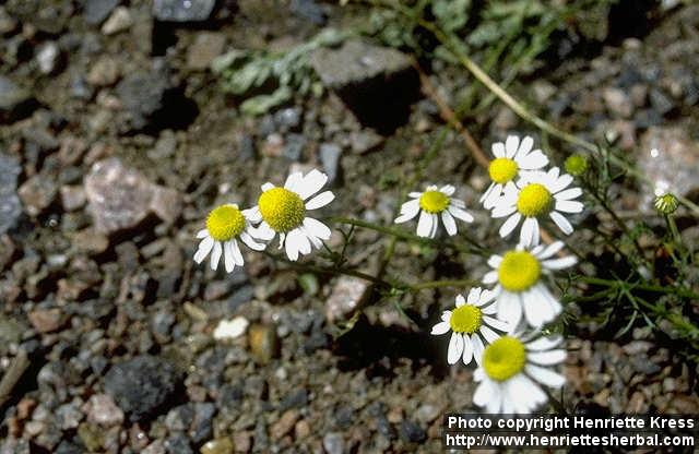 Photo: Matricaria recutita.