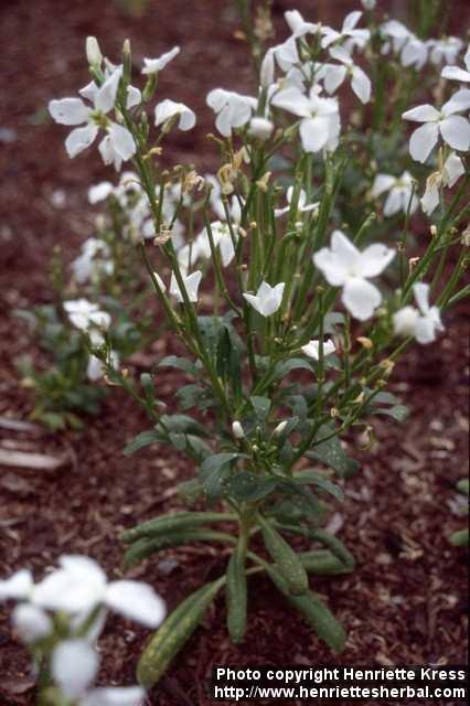 Photo: Matthiola incana.