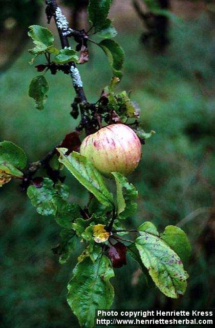 Photo: Malus pumila.