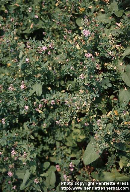 Photo: Medicago sativa 1.