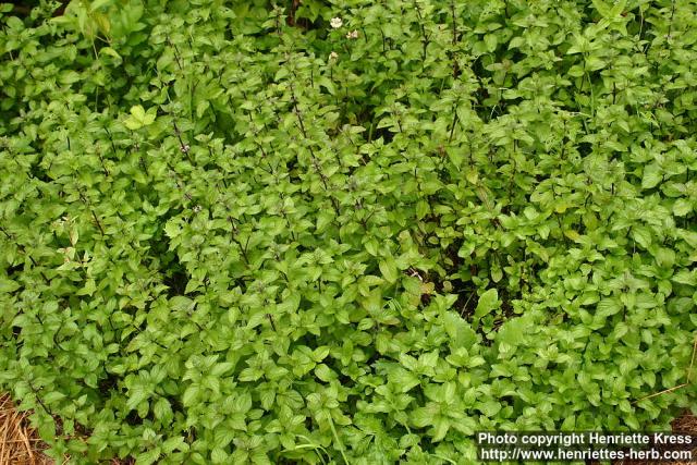 Photo: Mentha canadensis 3.