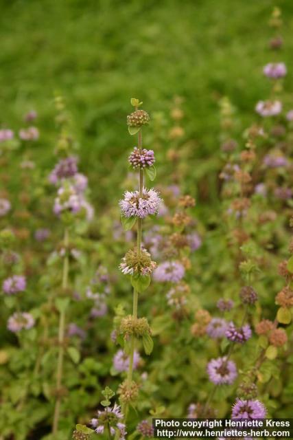 Photo: Mentha pulegium 6.