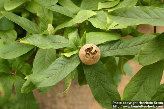 Photo: Mespilus germanica 1.