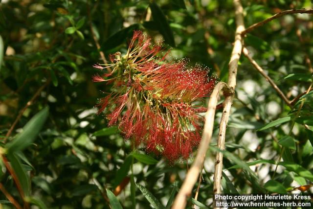 Photo: Melaleuca hypericifolia 2.