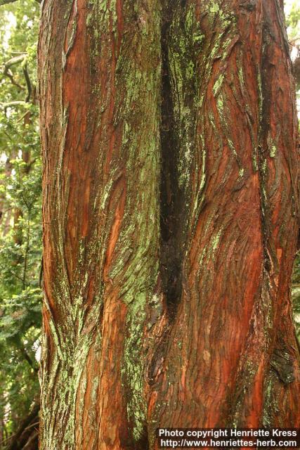 Photo: Metasequoia glyptostroboides.