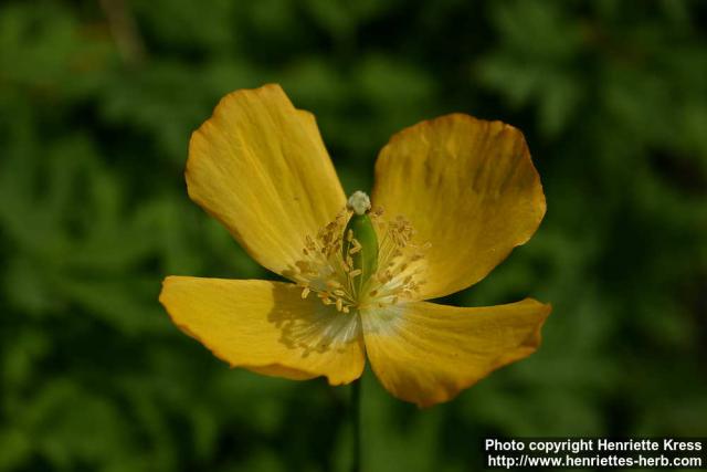 Photo: Meconopsis cambrica 2.