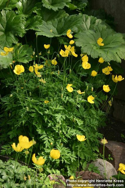 Photo: Meconopsis cambrica 3.