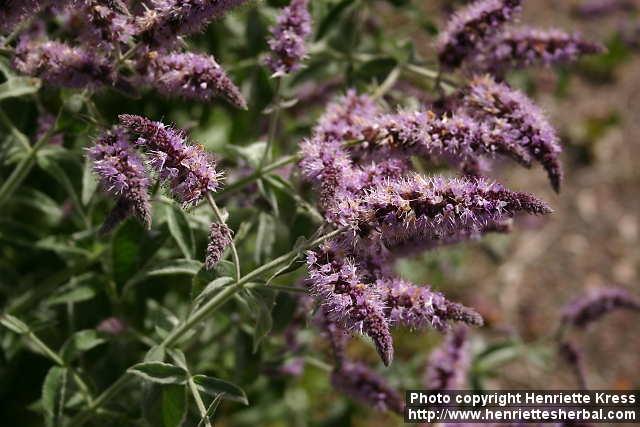 Photo: Mentha longifolia 6.