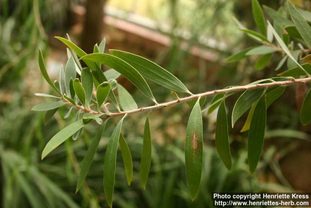 Photo: Melaleuca leucadendra 2.