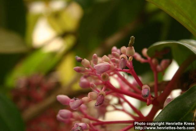 Photo: Medinilla speciosa 1.