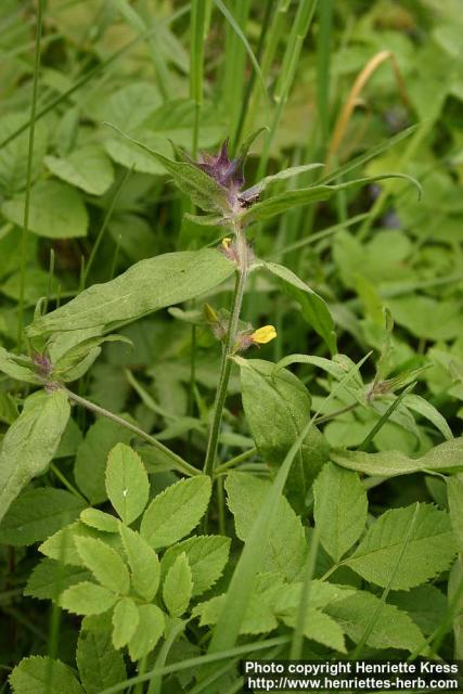 Photo: Melampyrum nemorosum 3.