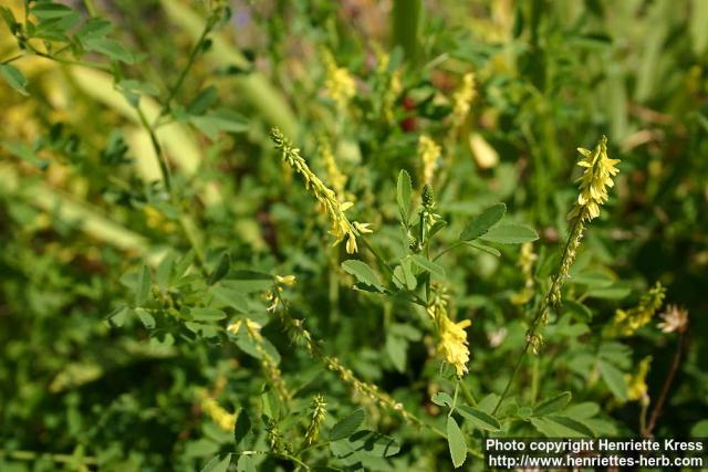 Photo: Melilotus officinalis 4.