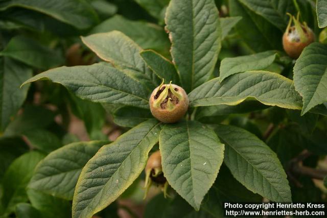 Photo: Mespilus germanica 4.