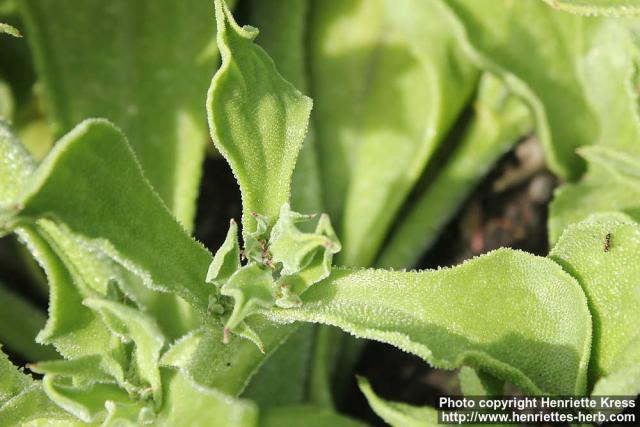 Photo: Mesembryanthemum crystallinum 3.