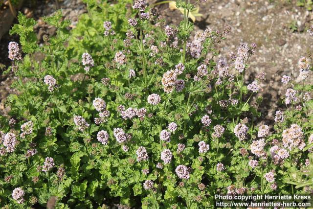 Photo: Mentha spicata cris 5.