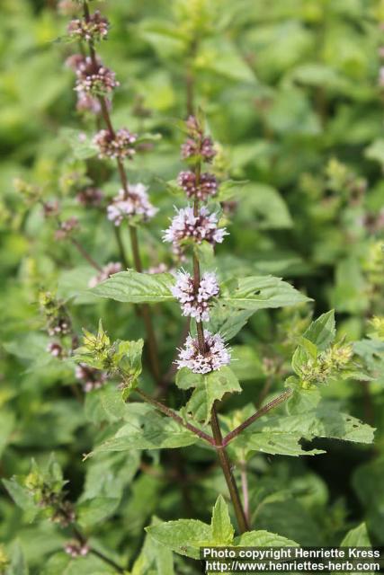 Photo: Mentha x gracilis 0.